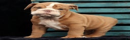 English Bulldog dogs for sale: Sam - Ad 9
