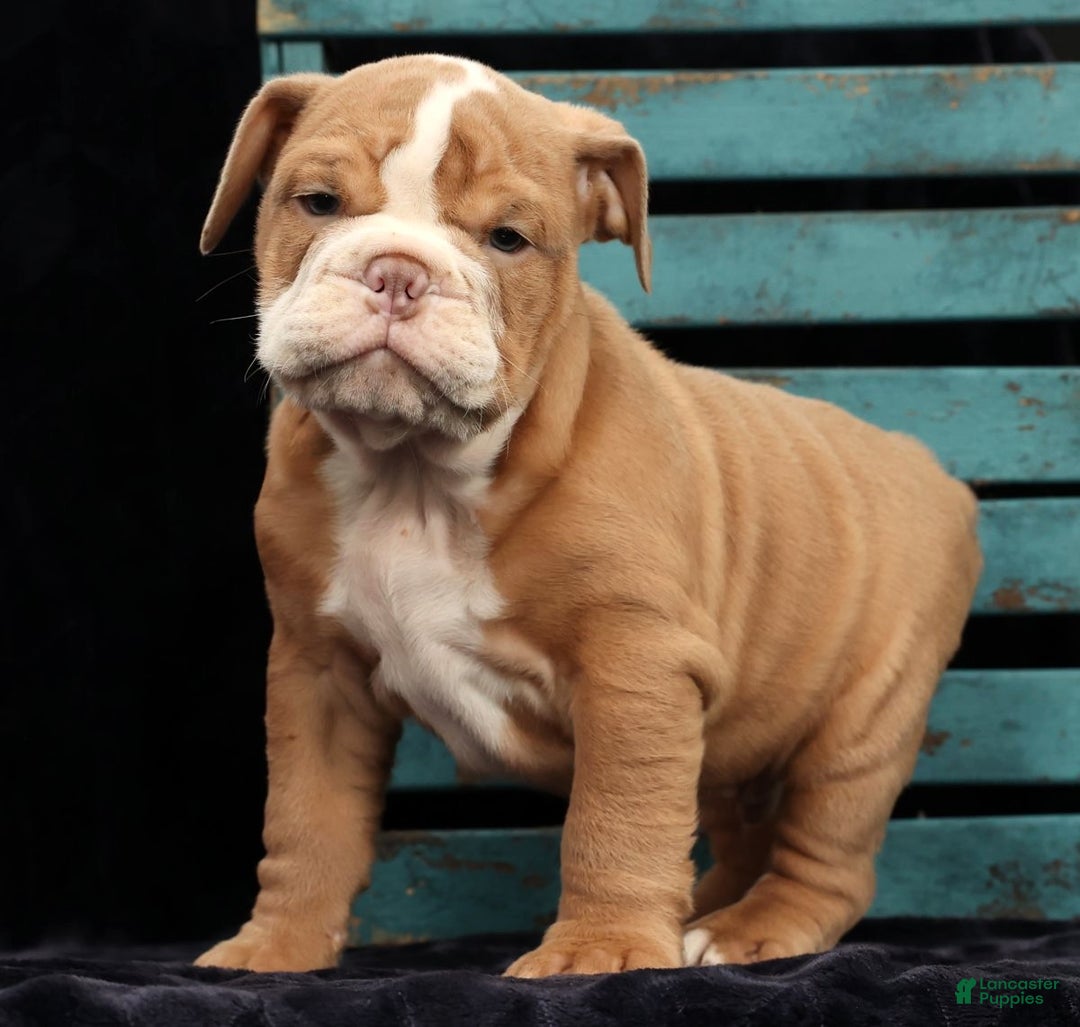 English Bulldog dogs for sale: Sam - Ad 9