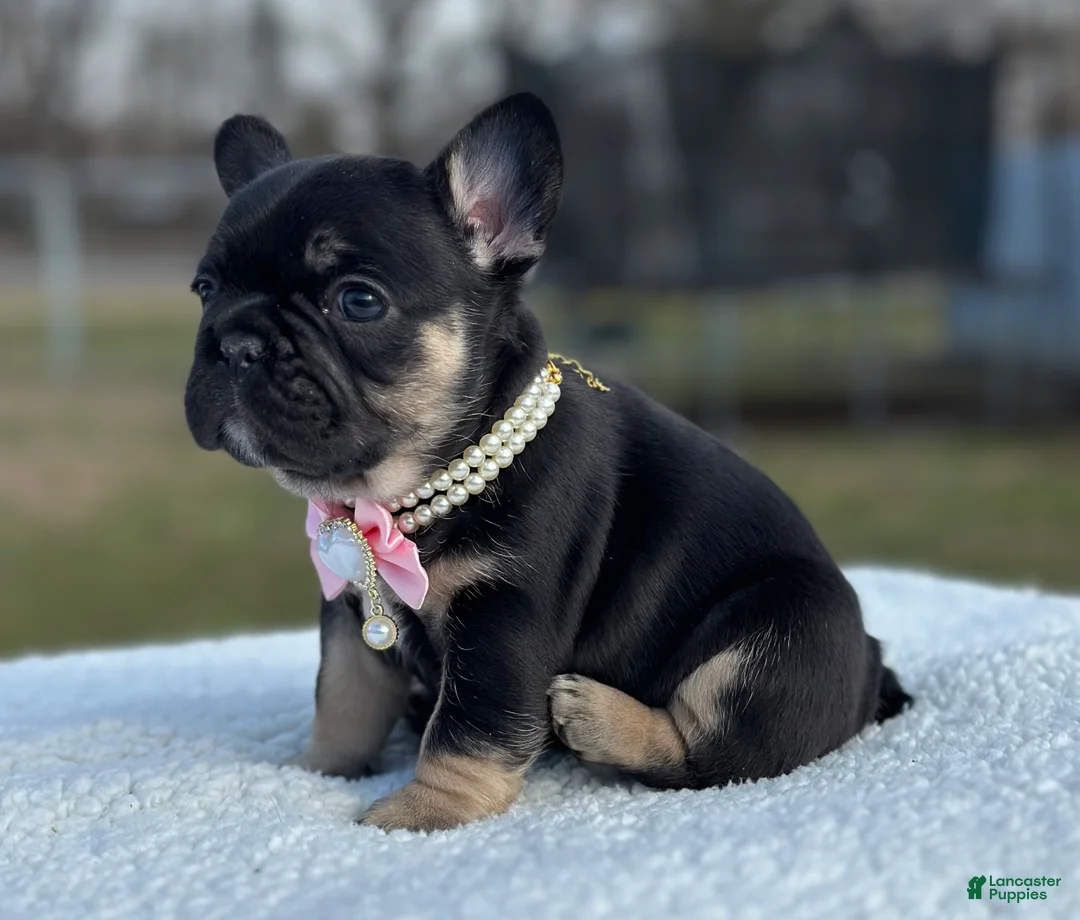 French Bulldog dogs for sale: Cartier - Ad 2