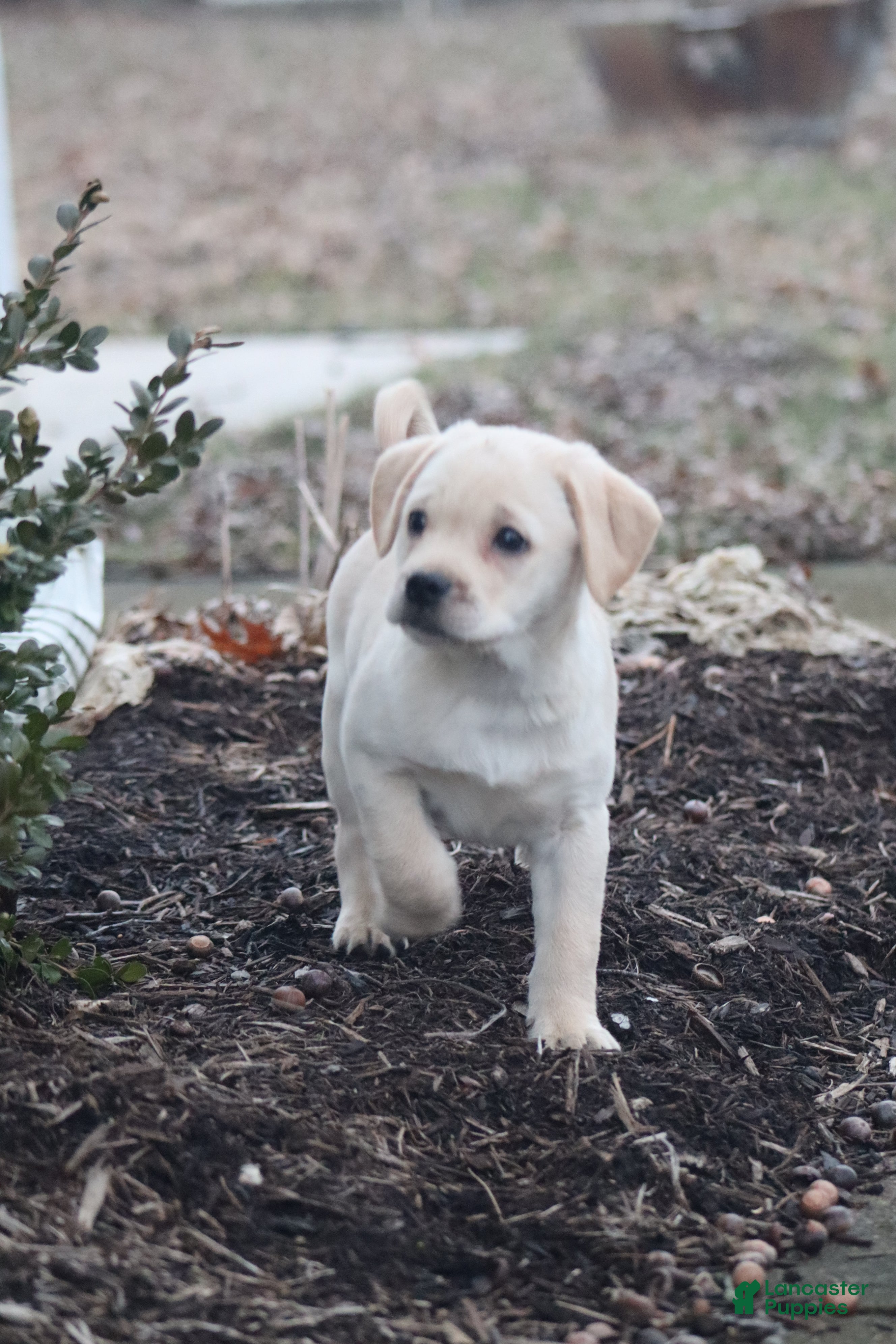 Mixed Breed dogs Chase - Ad 2