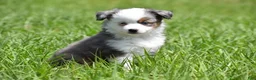 Toy Australian Shepherd dogs for sale: Toy Australian Shepherd Puppy 1 - Ad 6