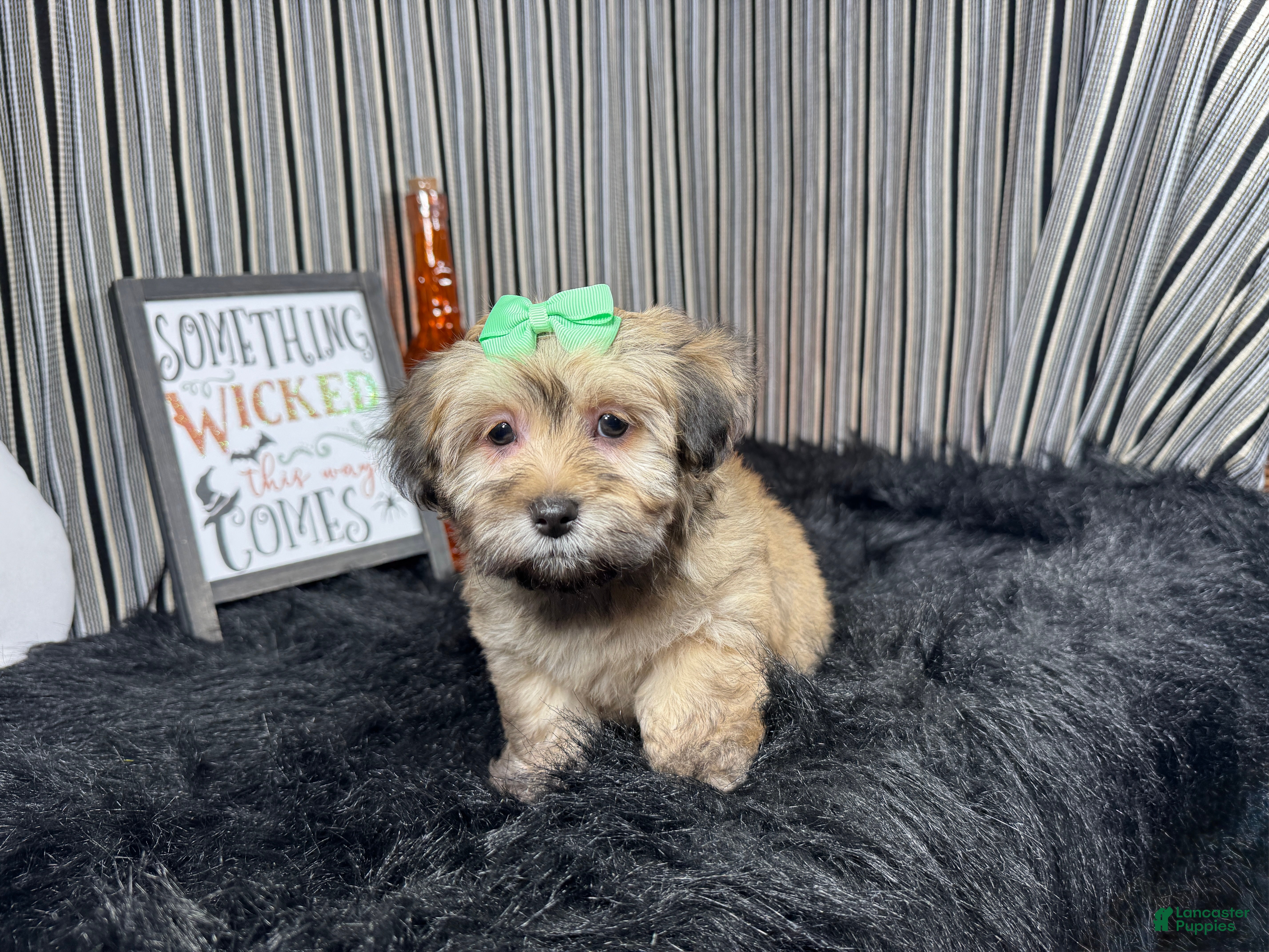 Havanese