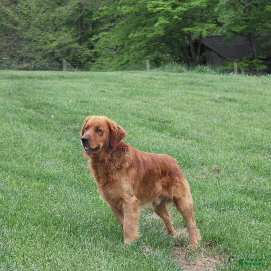 Golden Retriever dogs for sale: Enzo - Ad 7