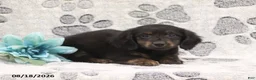 Miniature Dachshund dogs for sale: Garfield - Ad 3