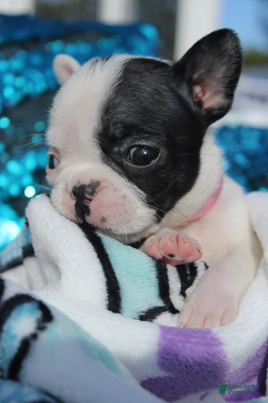 French Bulldog dogs for sale: Amber - Ad 2