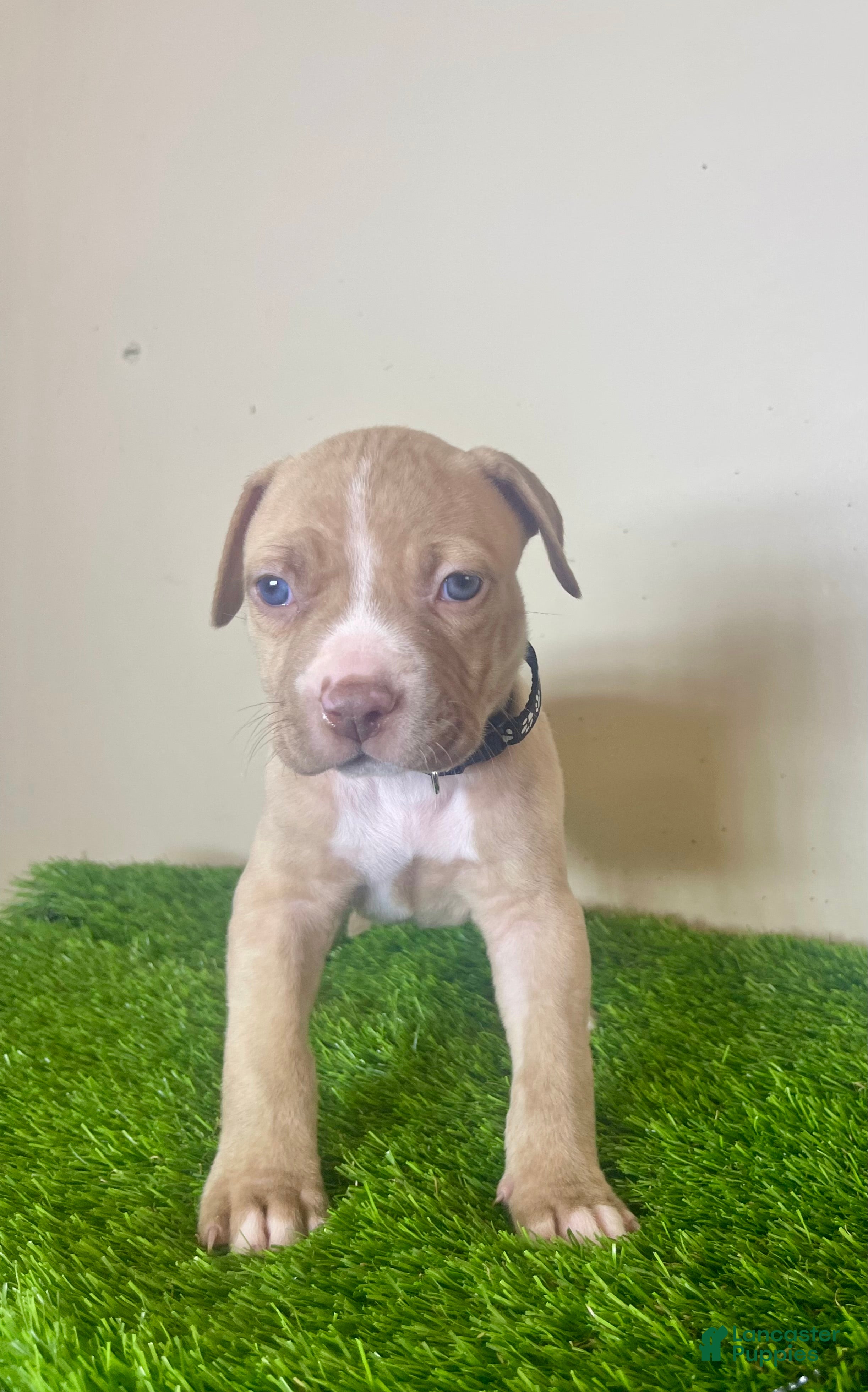 American Bully dogs American Bully Male 1 - Ad 31