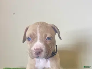 American Bully dogs American Bully Male 1 - Ad 31