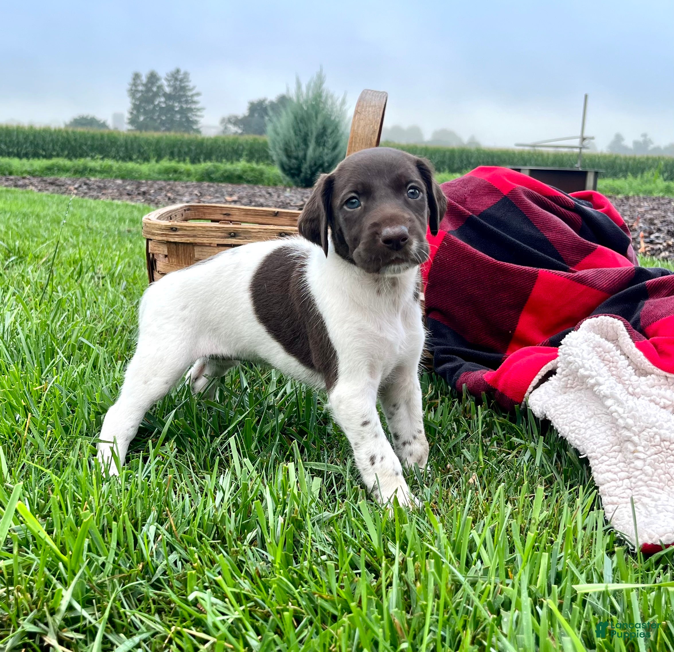 German Shorthaired Pointer dogs Ruby❤️akc reg🐾 text or call today - Ad 2