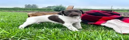 German Shorthaired Pointer dogs for sale: Ruby❤️akc reg🐾 text or call today - Ad 2