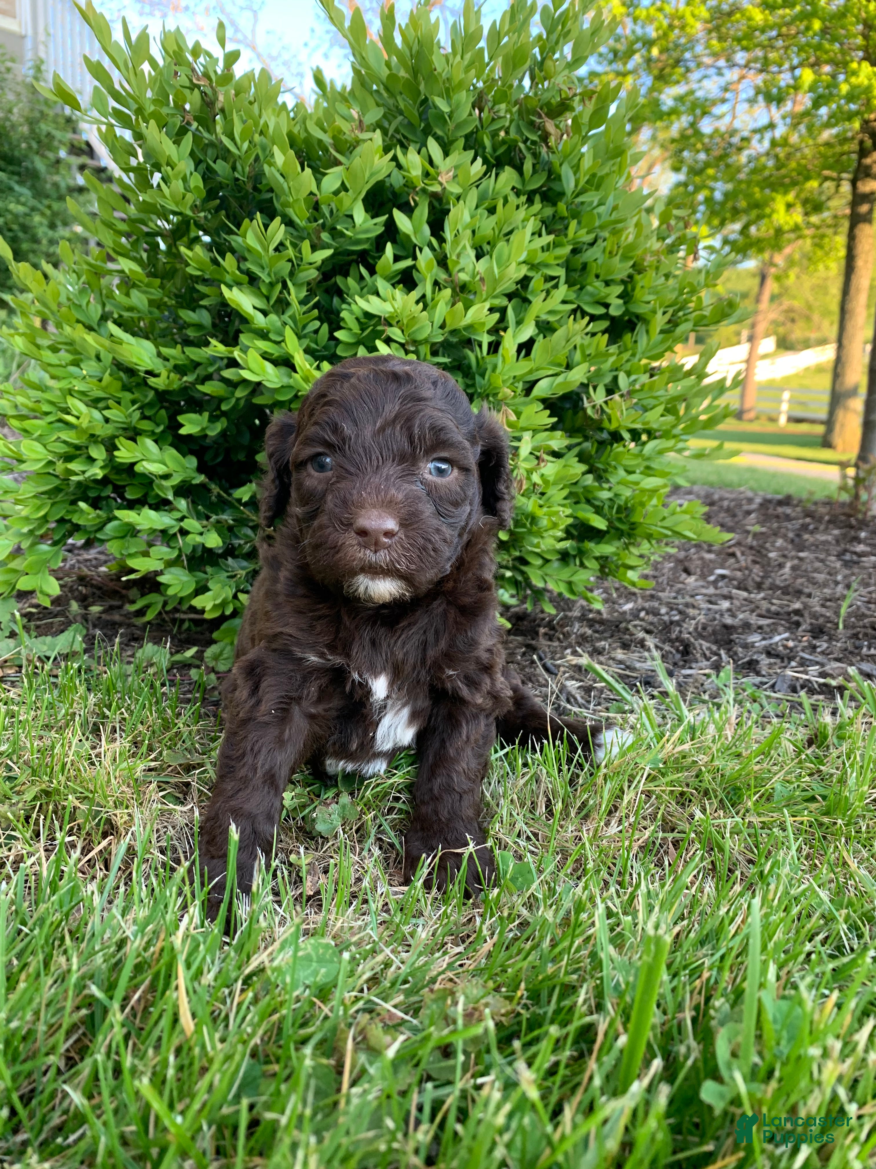 Portuguese Water Dog dogs for sale: Lola - Ad 1