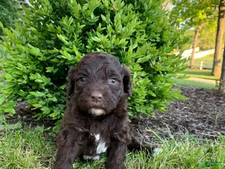 Portuguese Water Dog dogs for sale: Lola - Ad 1