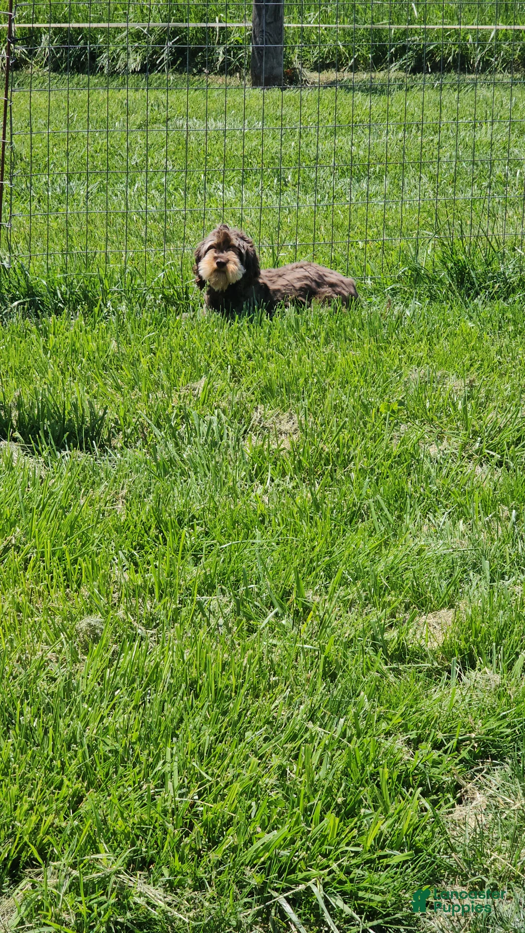 Cavapoo dogs for sale: Skye - Ad 7