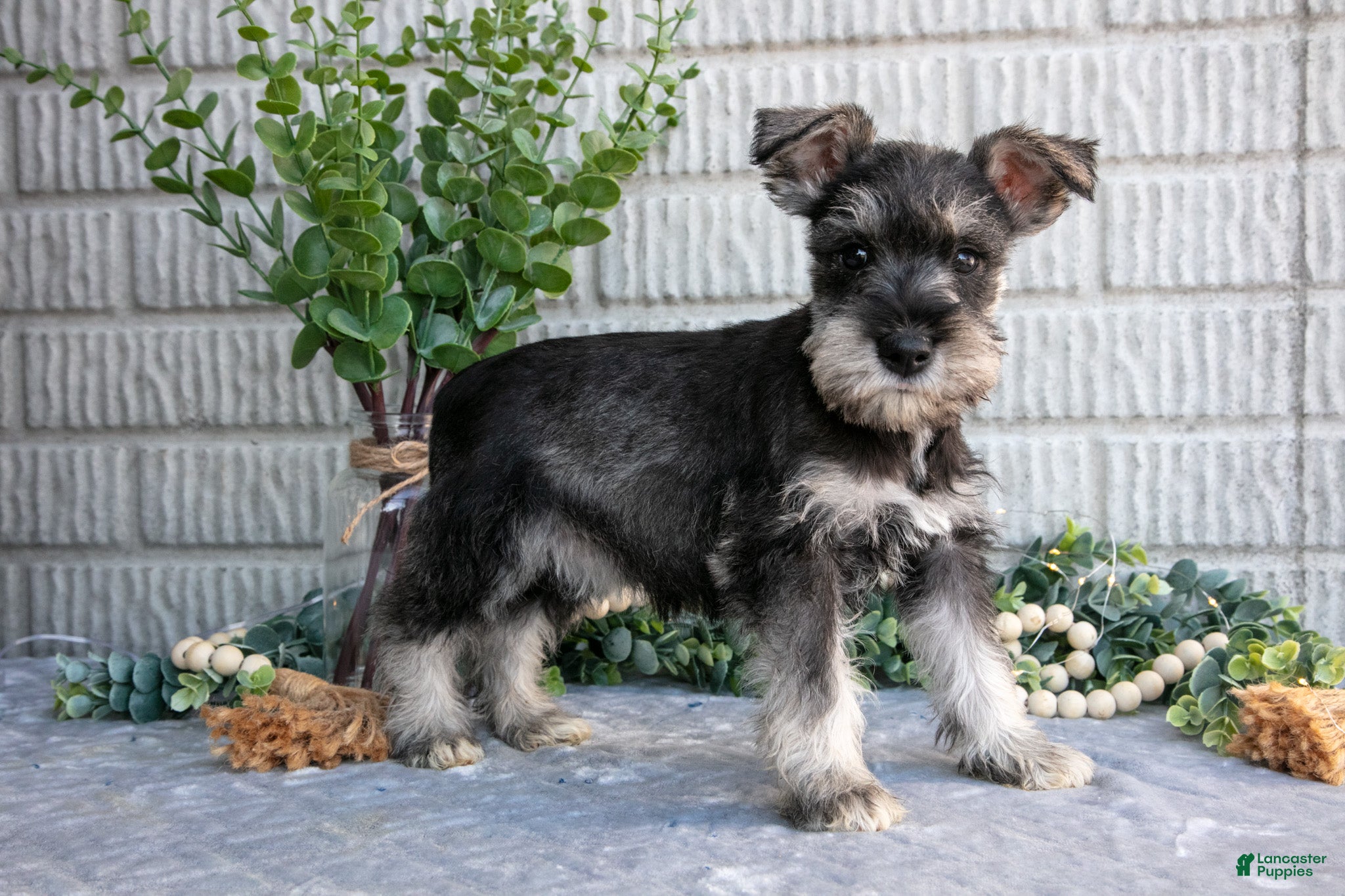 Miniature Schnauzer dogs Jill - Ad 1