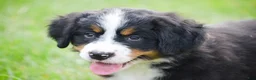 Bernese Mountain Dog dogs for sale: Reba - Ad 4