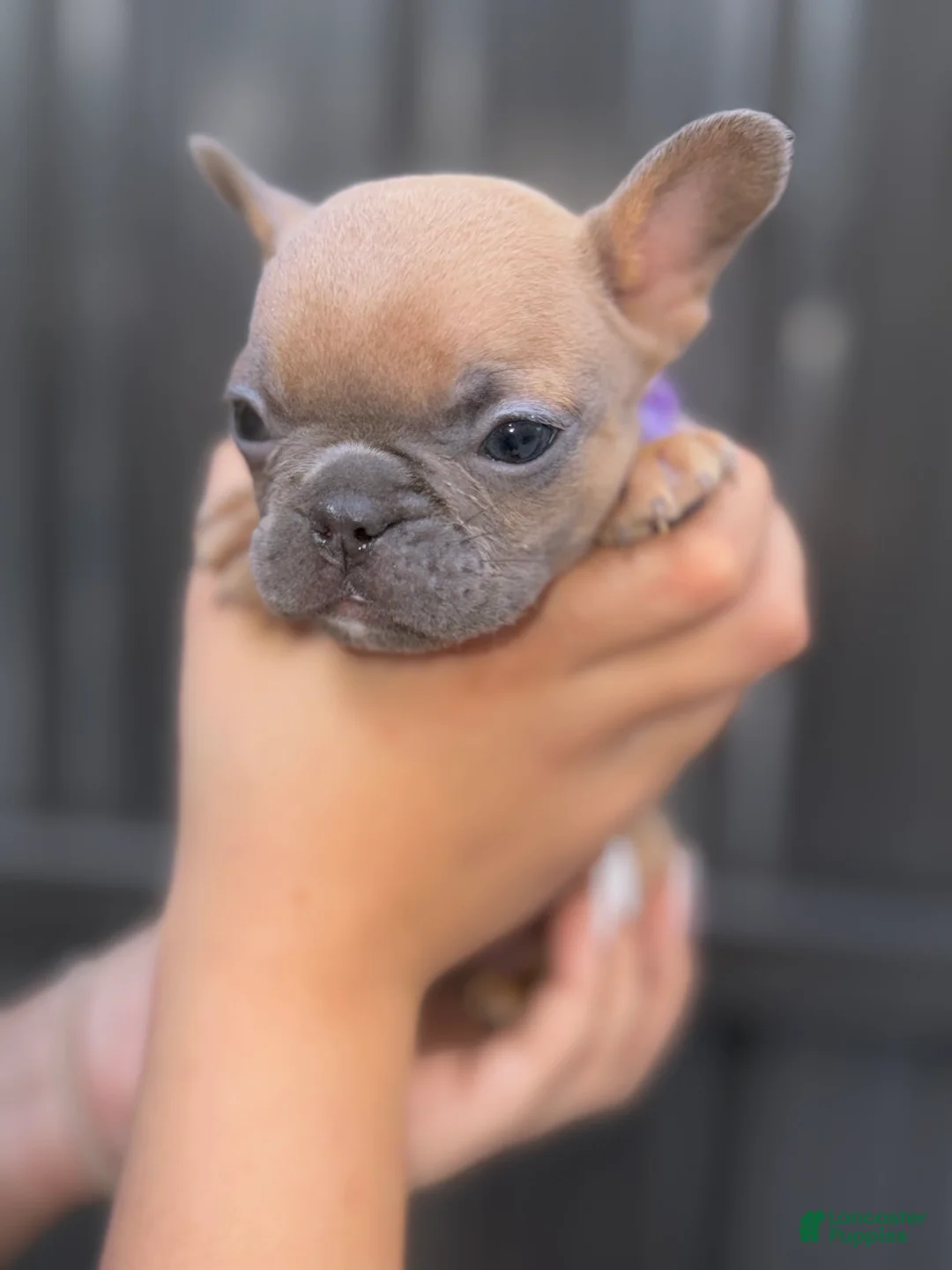 French Bulldog dogs for sale: Athena - Ad 1