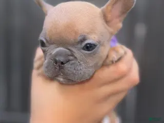 French Bulldog dogs Athena - Ad 12