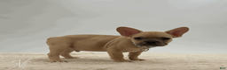 French Bulldog dogs for sale: Odin - Ad 3
