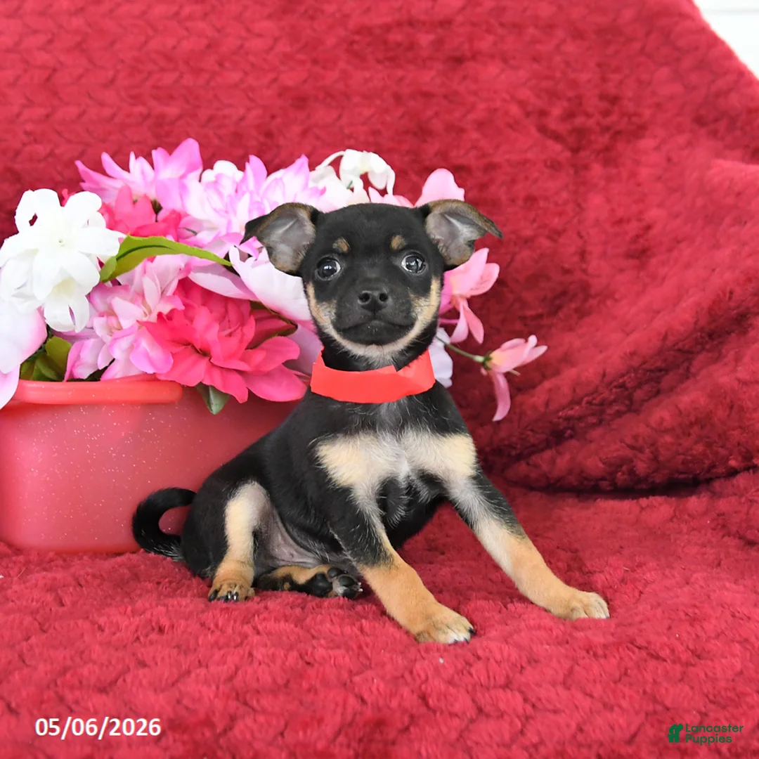 Chihuahua dogs for sale: Muffin - Ad 2