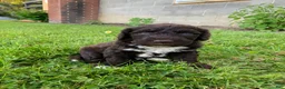 Portuguese Water Dog dogs for sale: Milo - Ad 4