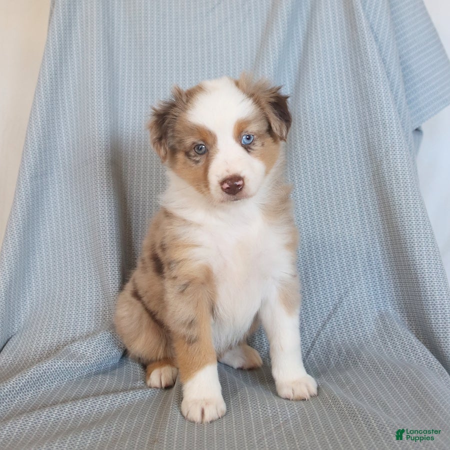 Miniature Australian Shepherd dogs Blossom - Ad 1