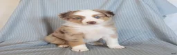 Miniature Australian Shepherd dogs for sale: Blossom - Ad 1