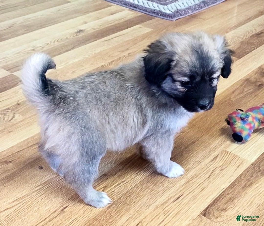 Mini Aussiedoodle dogs for sale: Cooper - Ad 2