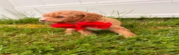 Mini Goldendoodle dogs for sale: Marshall - Ad 3