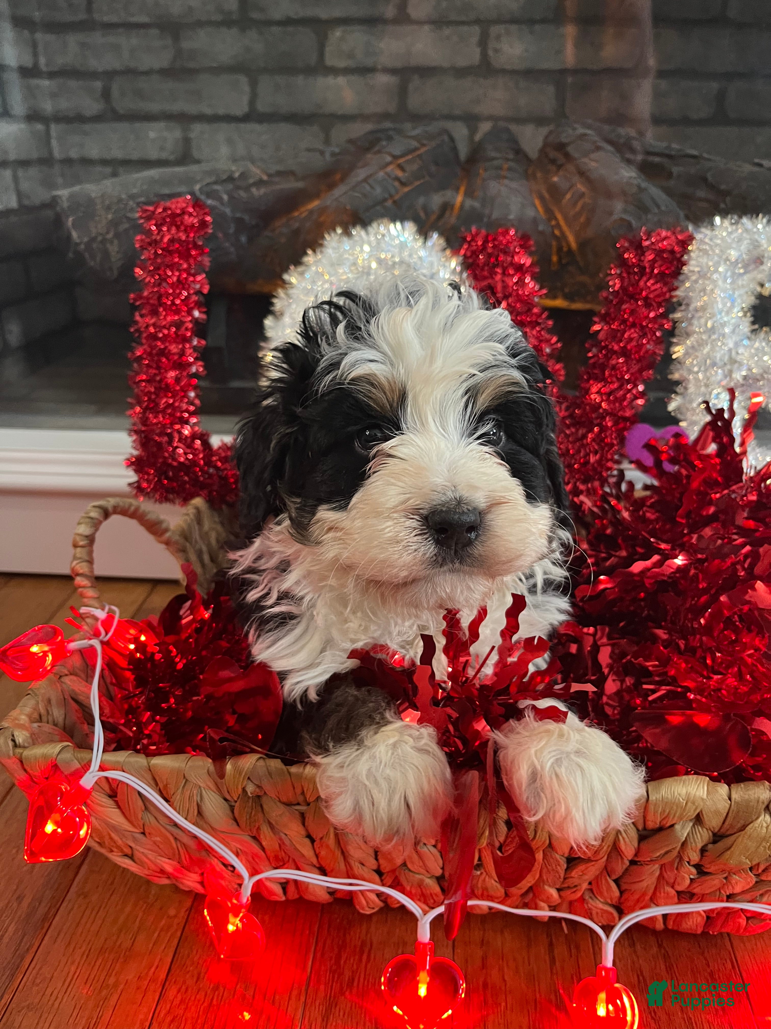 Mini Bernedoodle dogs Bourbon - Ad 2