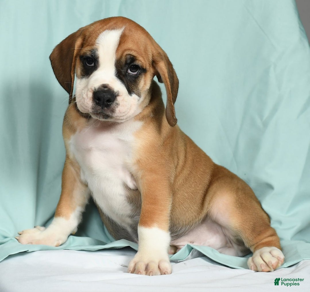 Beagle American Bulldog Mix English Bulldog Mix Beagle Mix For Sale Beabull  Breed Adopt, image size:1080x1018