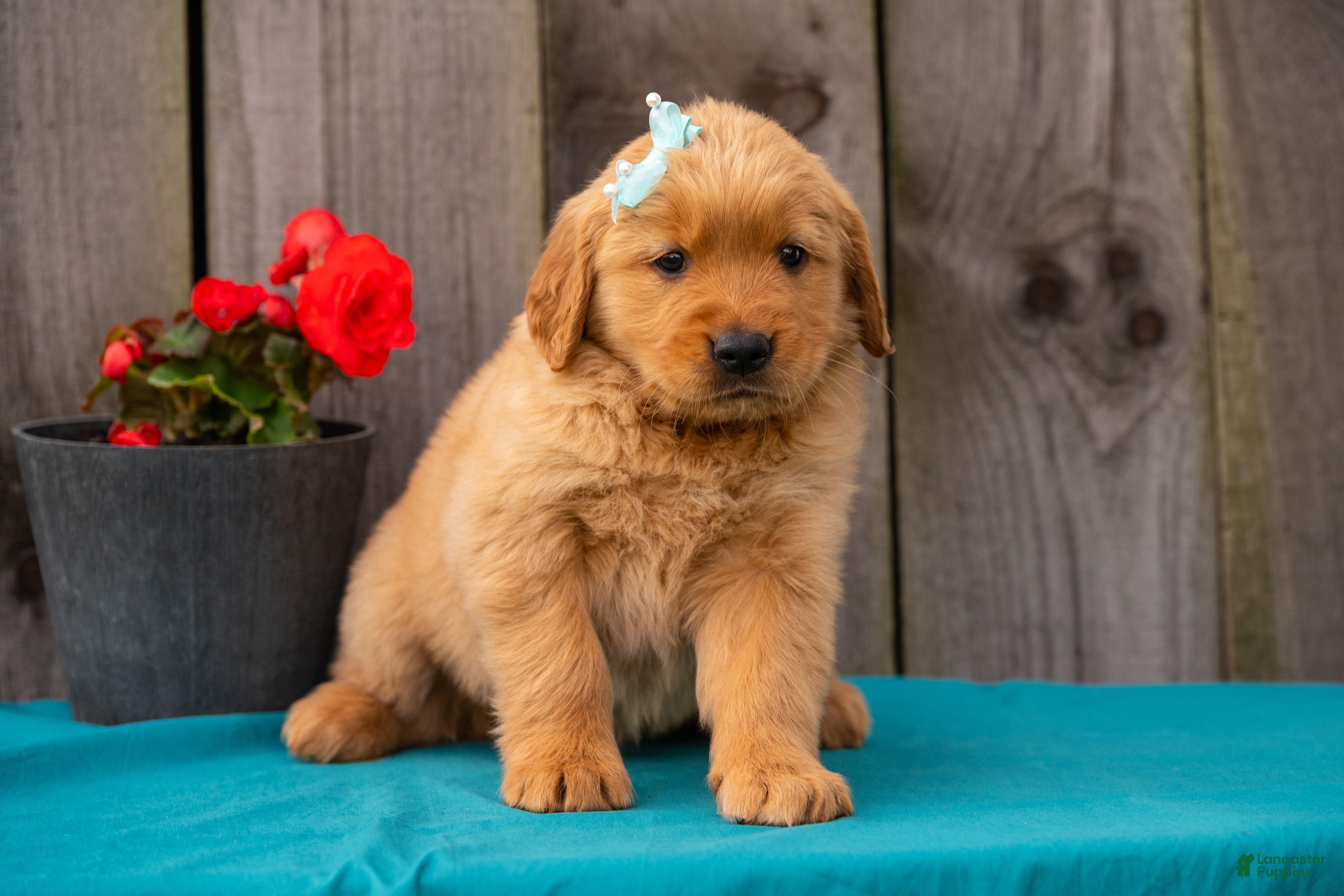 Golden Retriever dogs Tierra - Ad 2