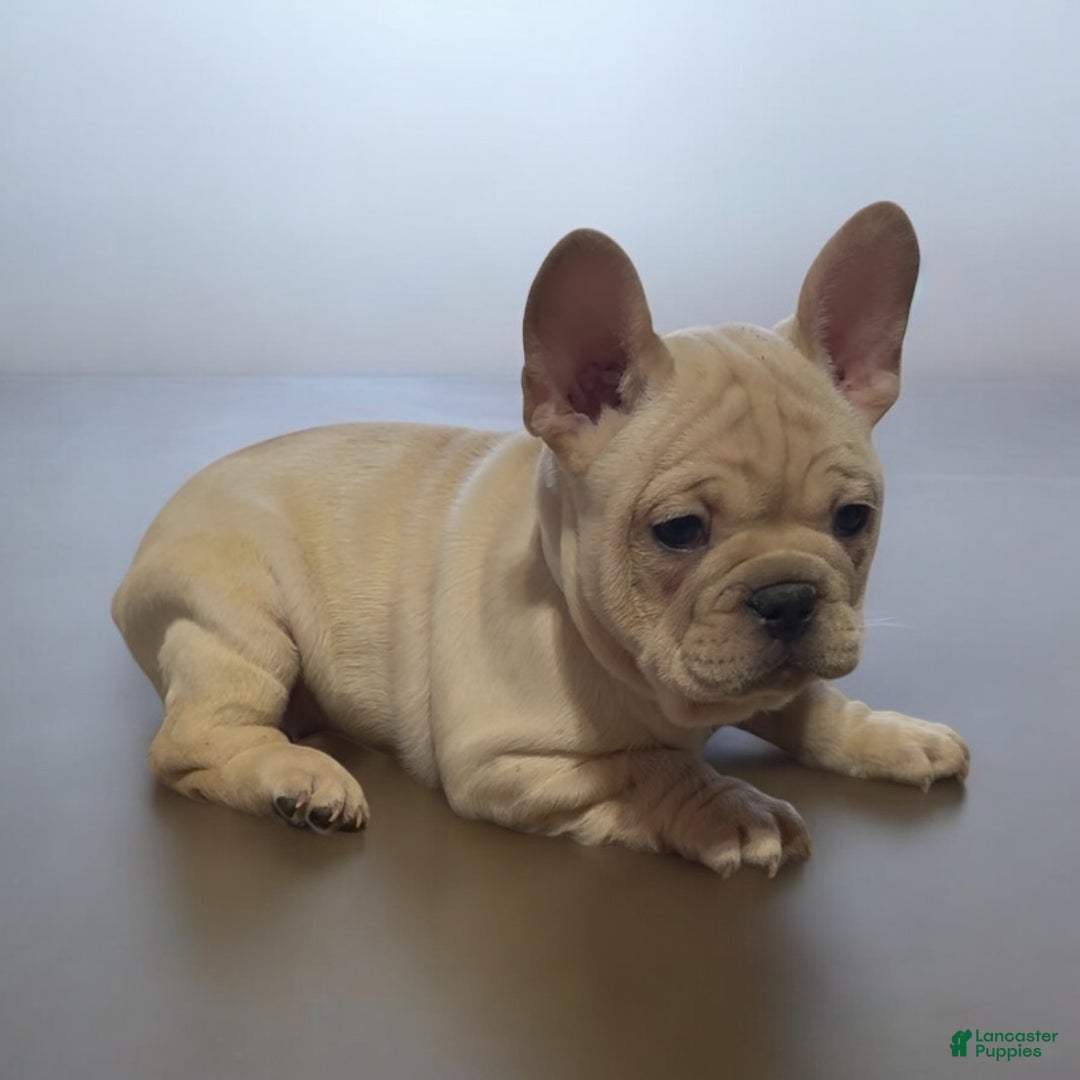 French Bulldog dogs for sale: Champ - Ad 2