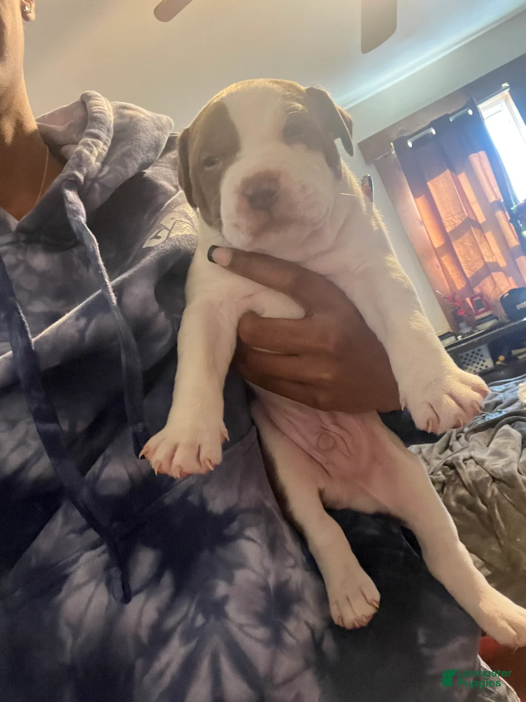 American Bully dogs for sale: American Bully Puppy 4 - Ad 2
