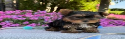 Yorkshire Terrier dogs for sale: Indie - Ad 12