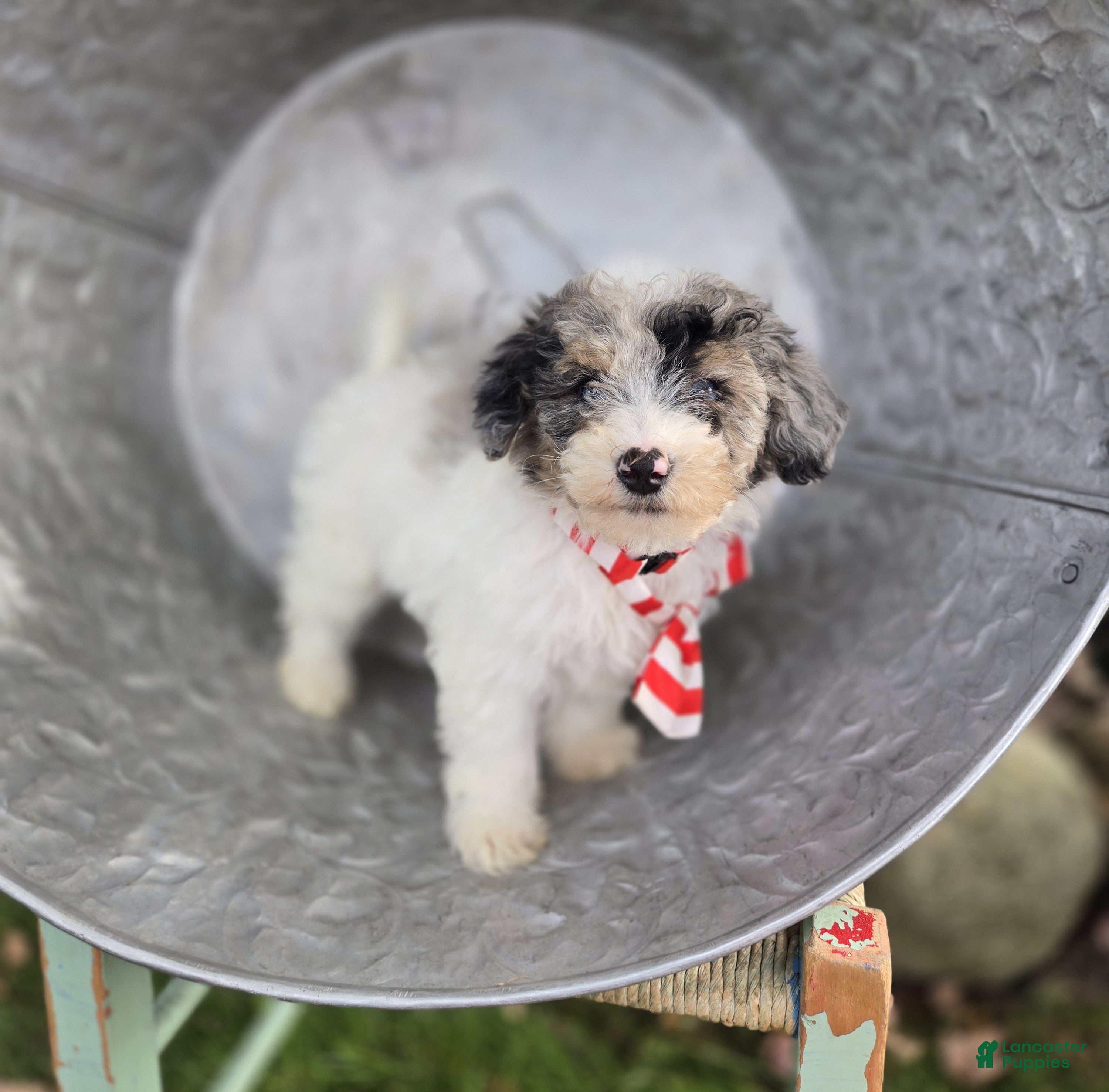 Mini Sheepadoodle dogs Jake - Ad 2