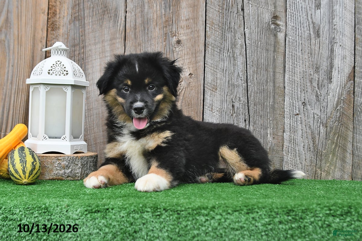 Miniature Australian Shepherd dogs Diesel - Ad 2