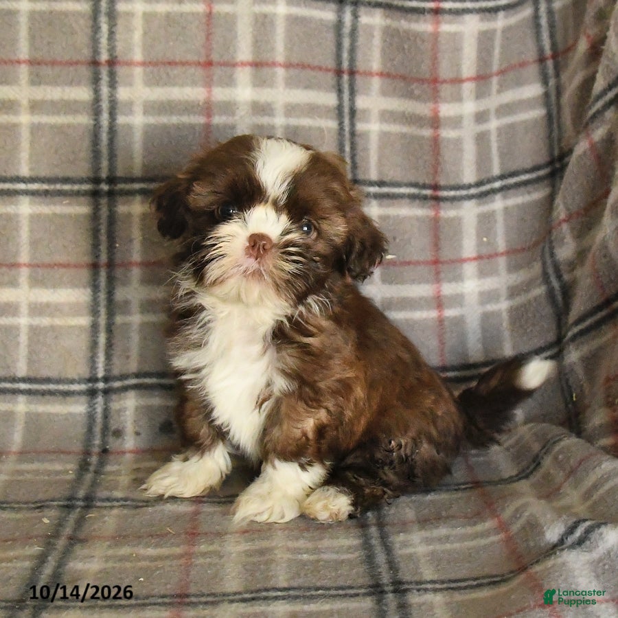 Shih Tzu dogs Toffee - Ad 1