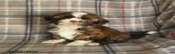 Shih Tzu dogs for sale: Toffee - Ad 1