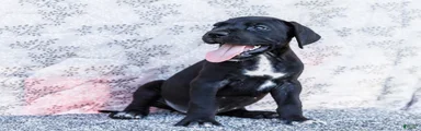 Bruce