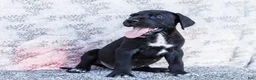 Great Dane dogs for sale: Bruce - Ad 1