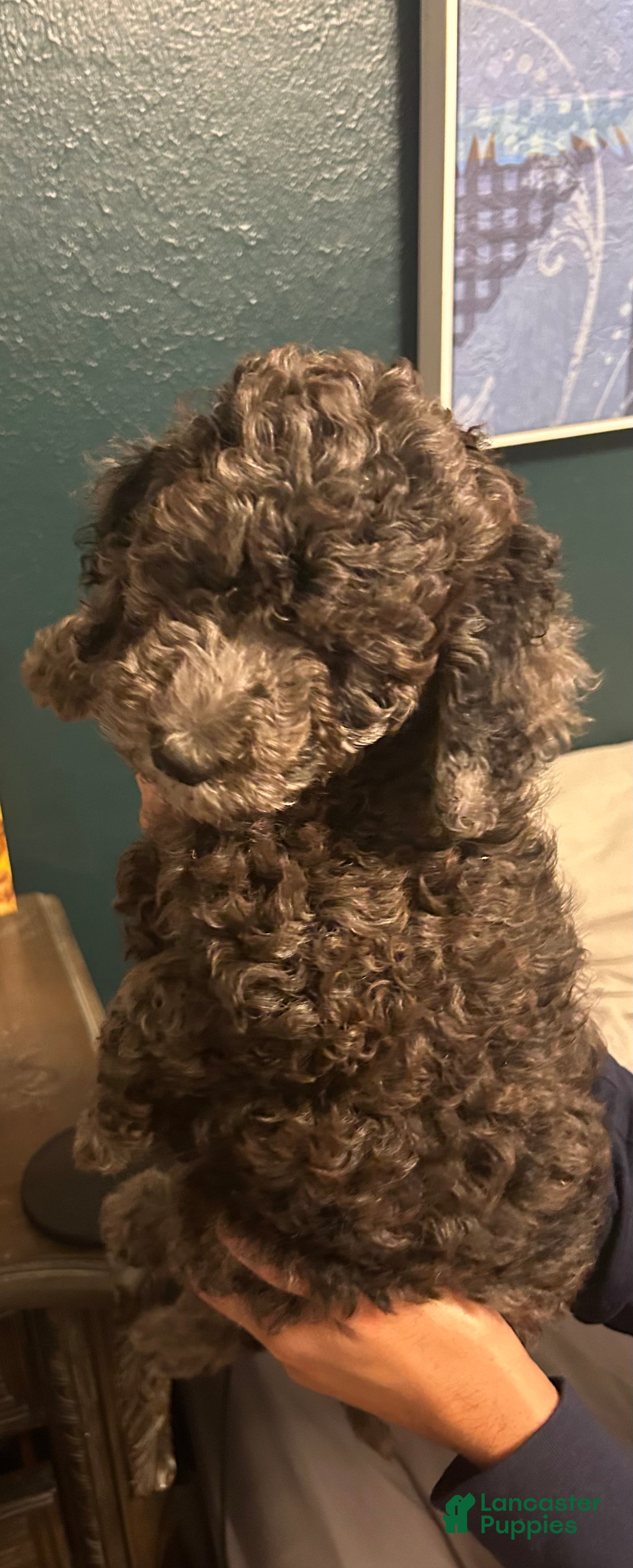 Goldendoodle dogs Goldendoodle Puppy 1 - Ad 2