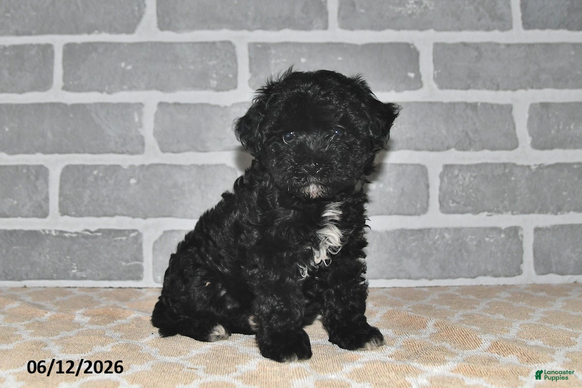 Maltipoo dogs Maggie - Ad 2