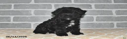 Maltipoo dogs for sale: Maggie - Ad 2