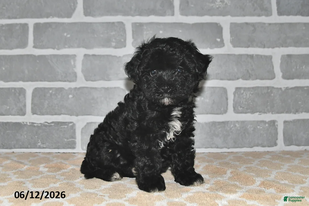 Maltipoo dogs for sale: Maggie - Ad 2