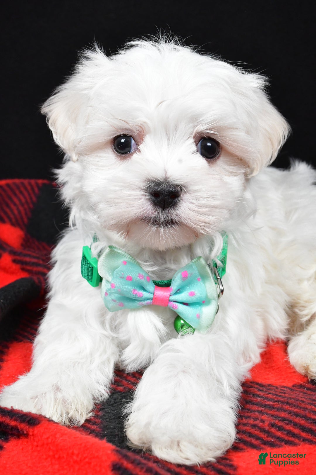 Maltese dogs for sale: Houston - Ad 5