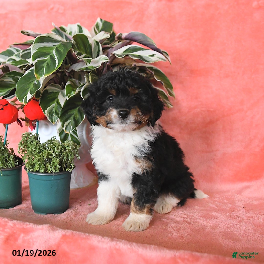 Mini Aussiedoodle dogs for sale: Charlie - Ad 2