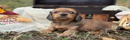 Miniature Dachshund dogs for sale: Red dapple - Ad 4
