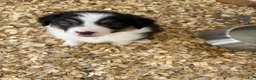 Australian Shepherd dogs for sale: Jaclyn - Ad 3