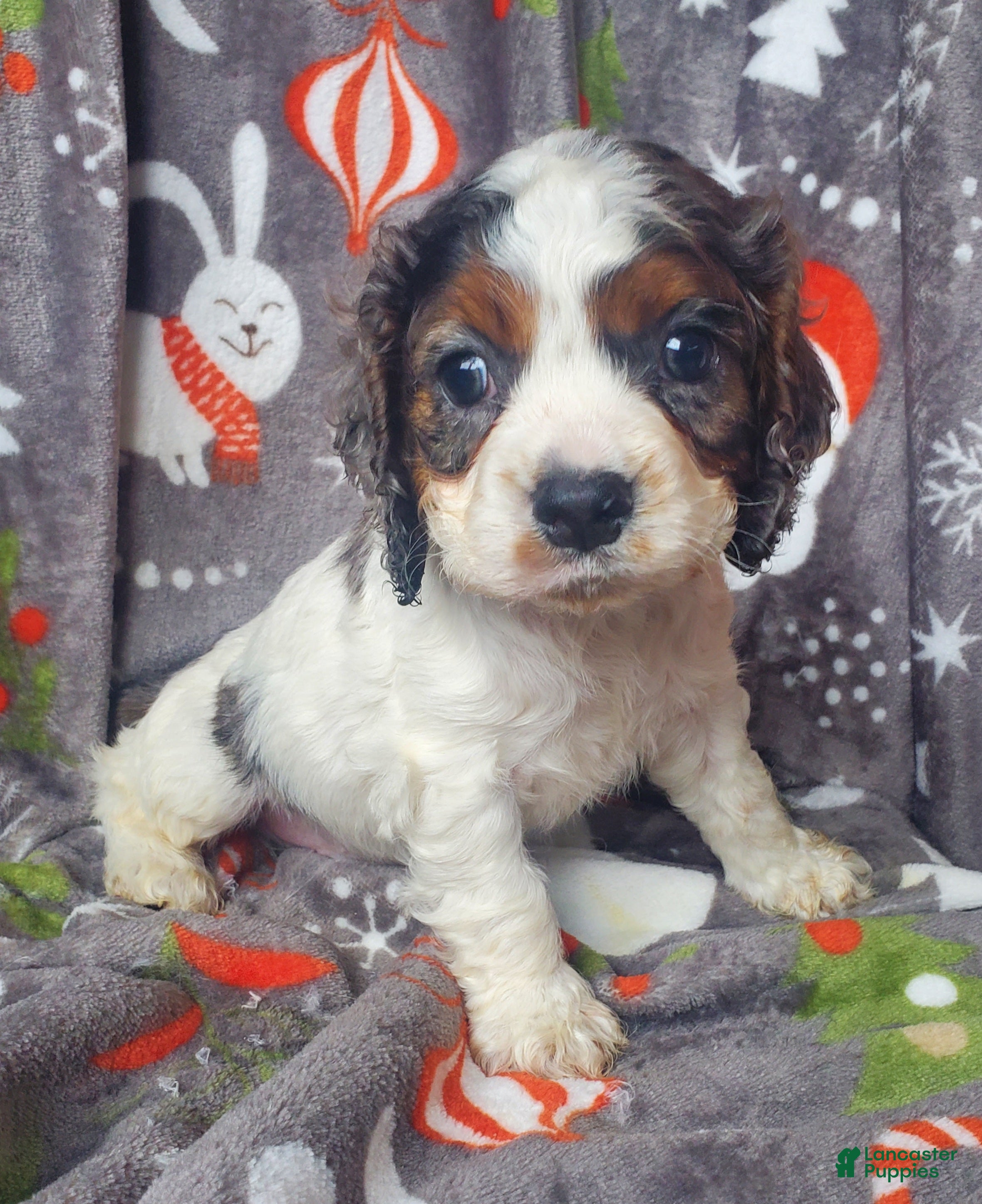 Cocker Spaniel dogs Ozzy - Ad 7