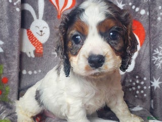 Cocker Spaniel dogs Ozzy - Ad 31