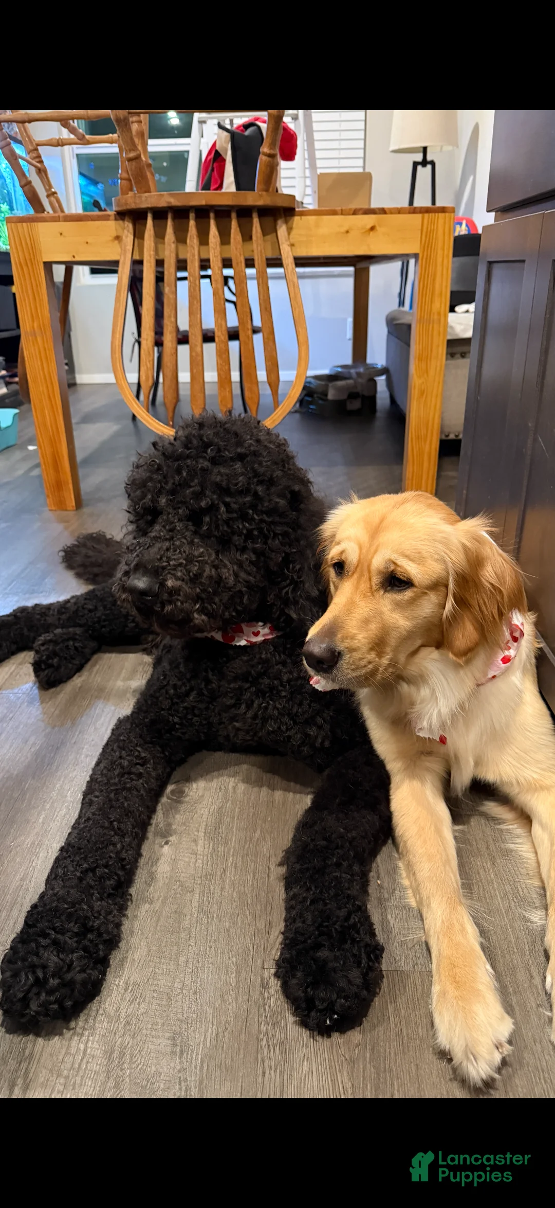 Goldendoodle dogs for sale: Goldendoodle 4 - Ad 2